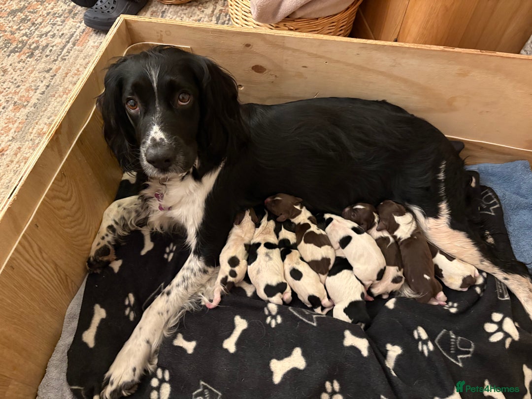 English Springer Spaniel dogs for sale: Springer Spaniel Puppies - mixed colours  - Advert 2