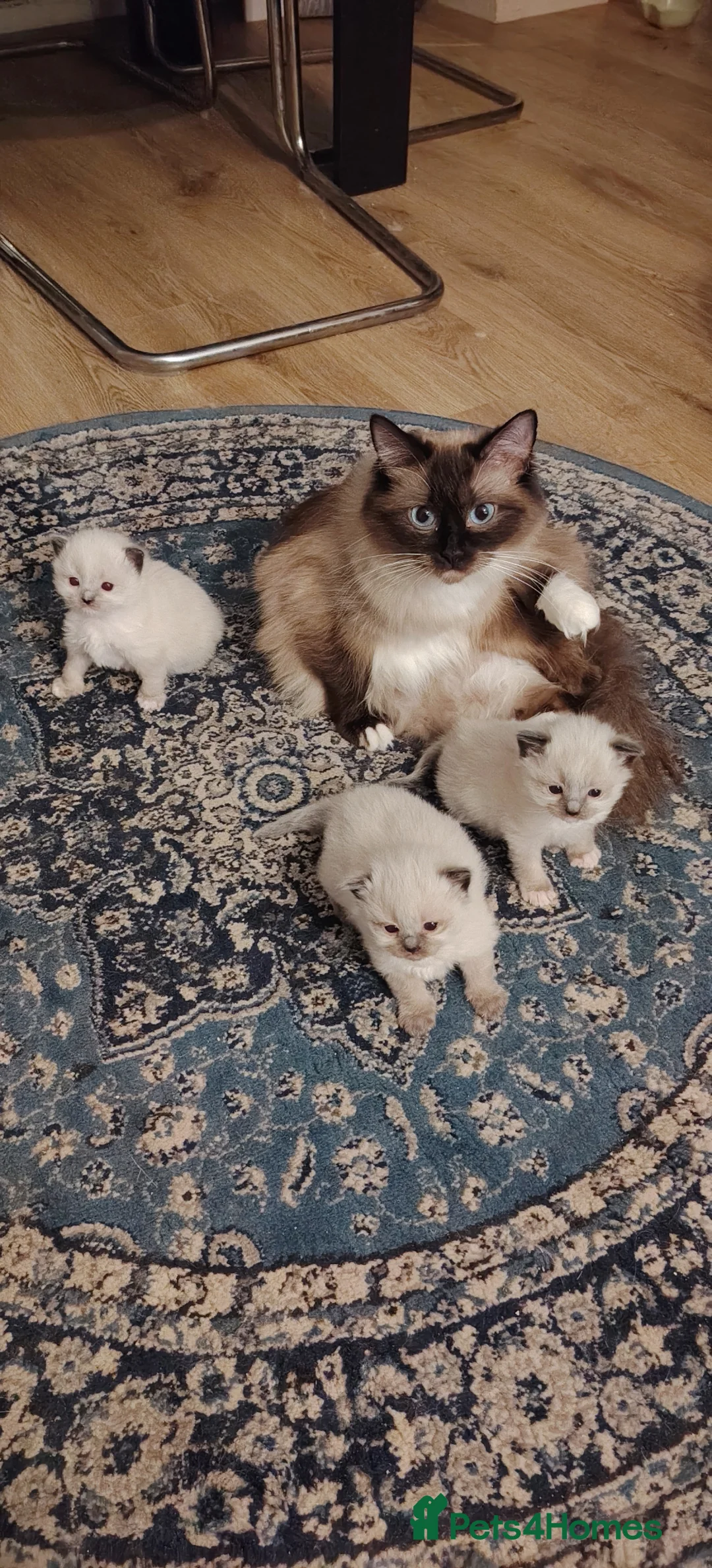 Ragdoll cats for sale: Chocolate point ragdoll  - Advert 1