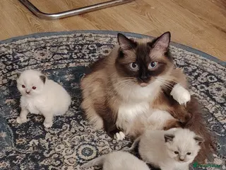 Ragdoll cats for sale: Chocolate point ragdoll - Advert 1