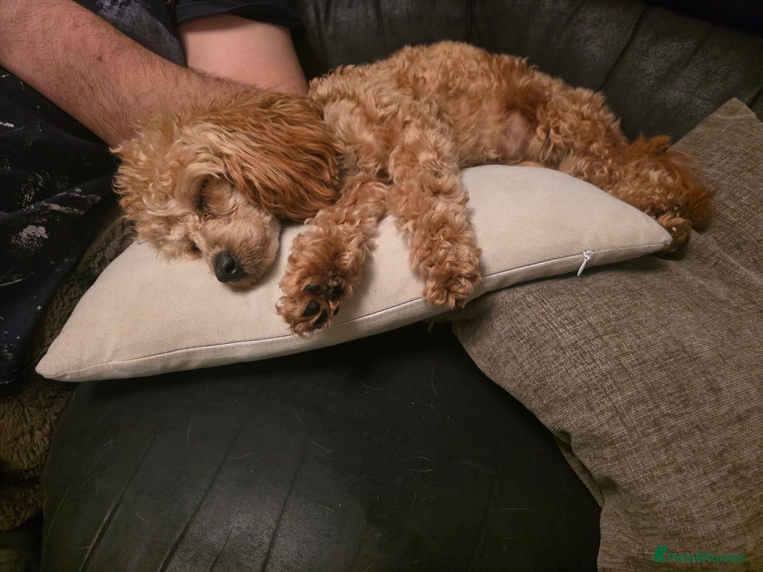 Toy Poodle dogs for sale: Lovely Female Toy Poodle - Advert 4