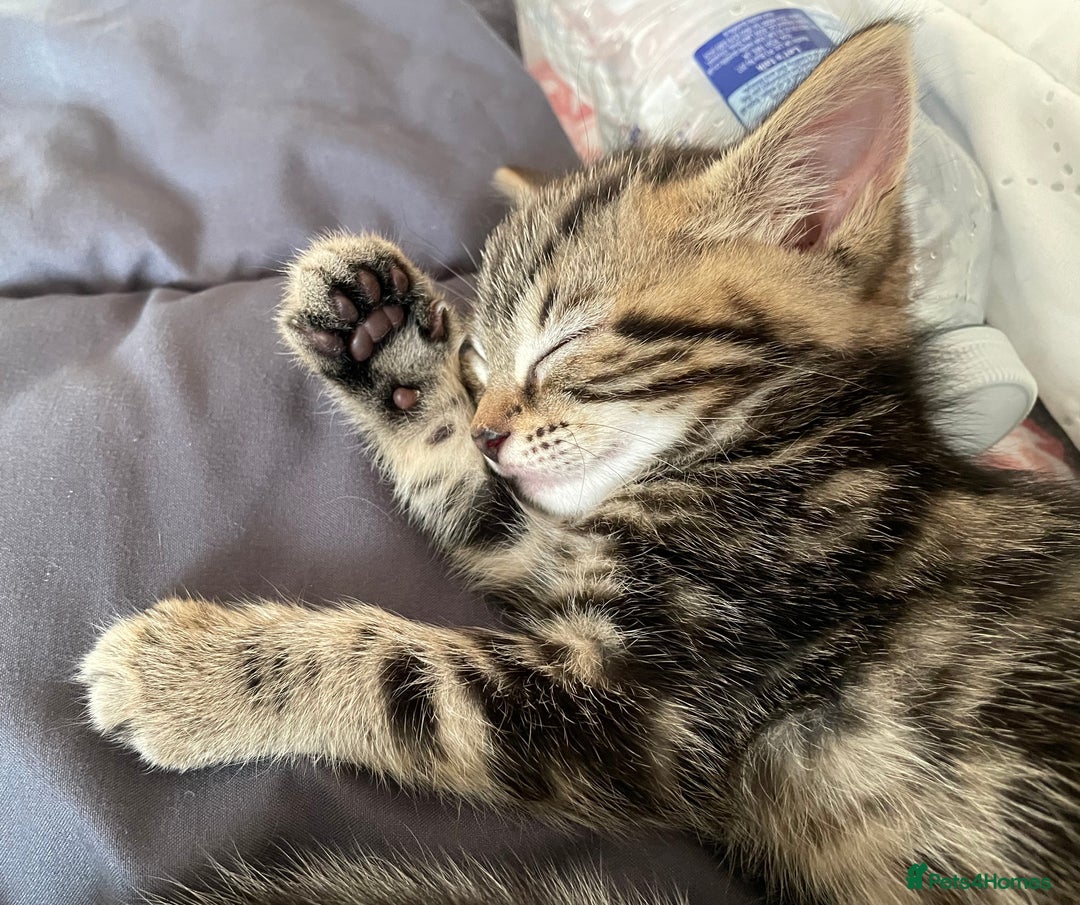Mixed Breed cats for sale: 4 beautiful kittens ready now  - Image 11