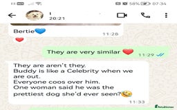 Maltipoo dogs for sale: DNA health tested maltipoo puppies  - Image 11