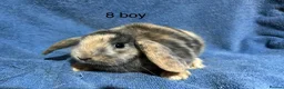 Dwarf Lop rabbits for sale: Dwarf lop baby rabbits - Advert 4