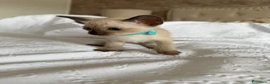 Siamese Kitten (Blue 🩵)