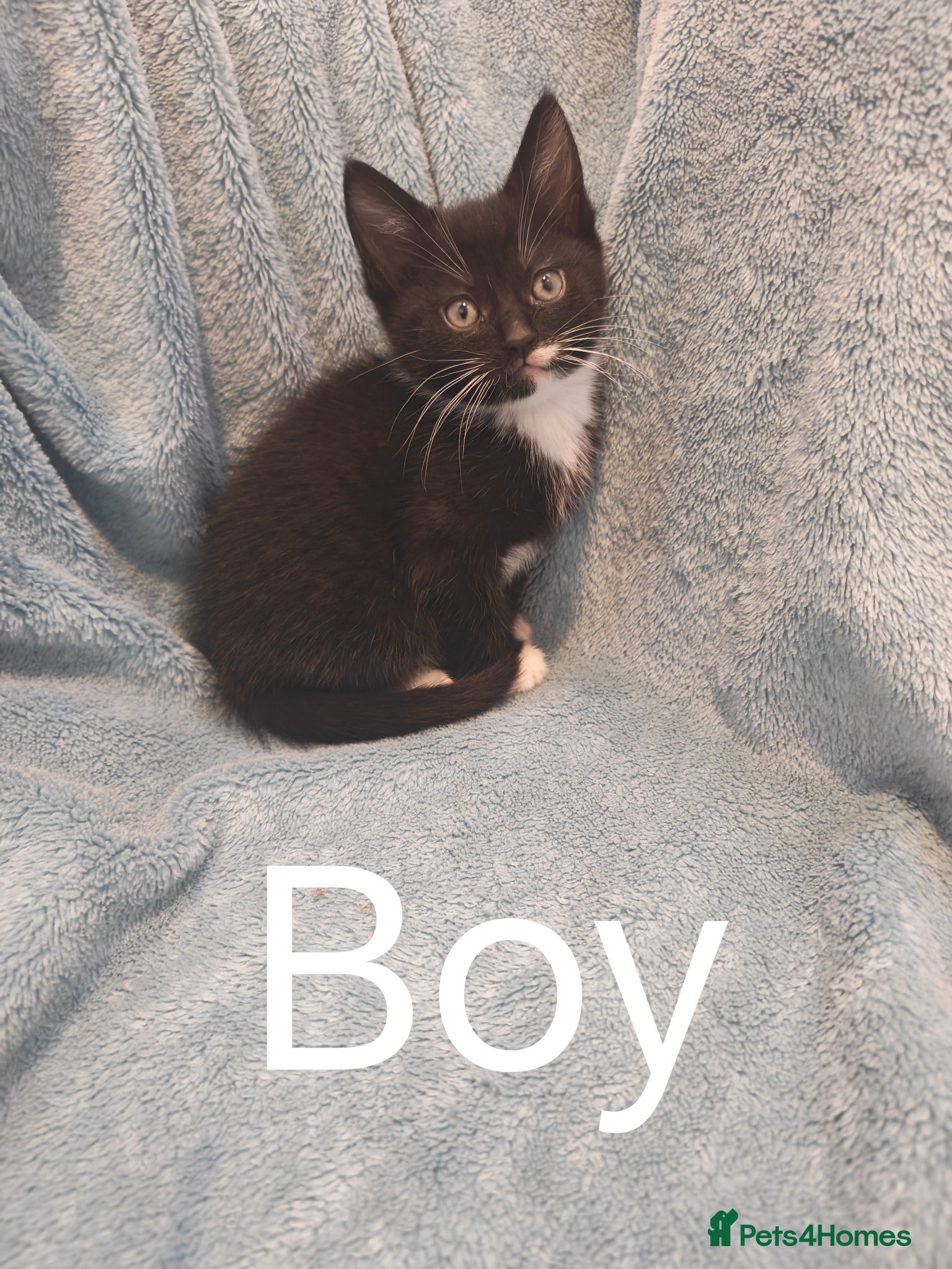 Mixed Breed cats Beautiful Kittens VIDEOS - Advert 12