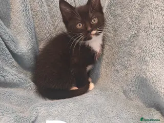 Mixed Breed cats Beautiful Kittens VIDEOS - Advert 12