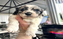 Cockapoo dogs for sale: Rare marked  small cockerpoo puppys  - Advert 16