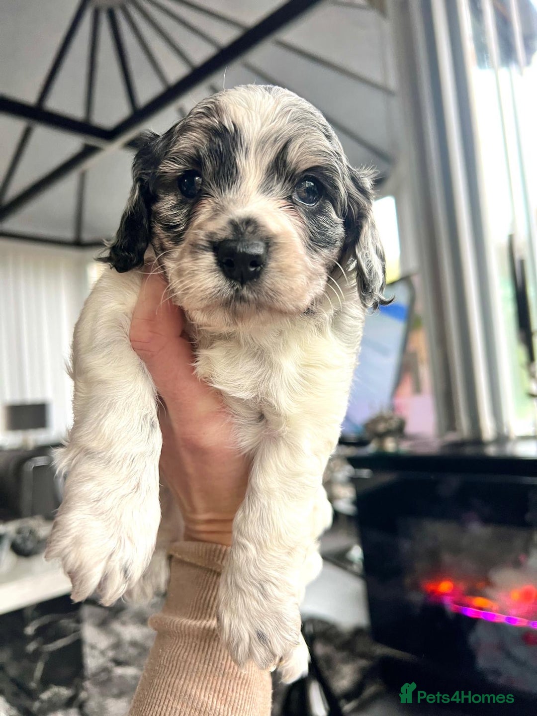 Cockapoo dogs for sale: Rare marked  small cockerpoo puppys  - Advert 16