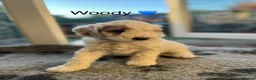 Australian Labradoodle dogs for sale: AUSSIE DOODLE - Health Tested - Advert 11