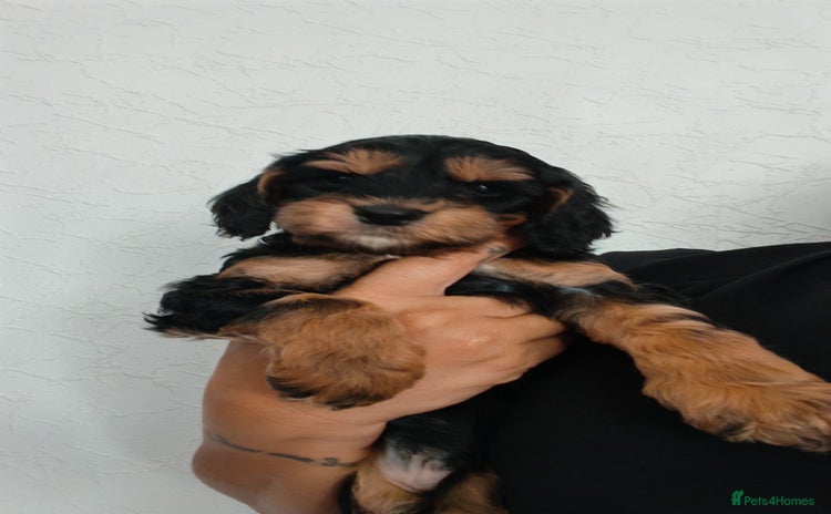 Cockapoo dogs - Advert 1