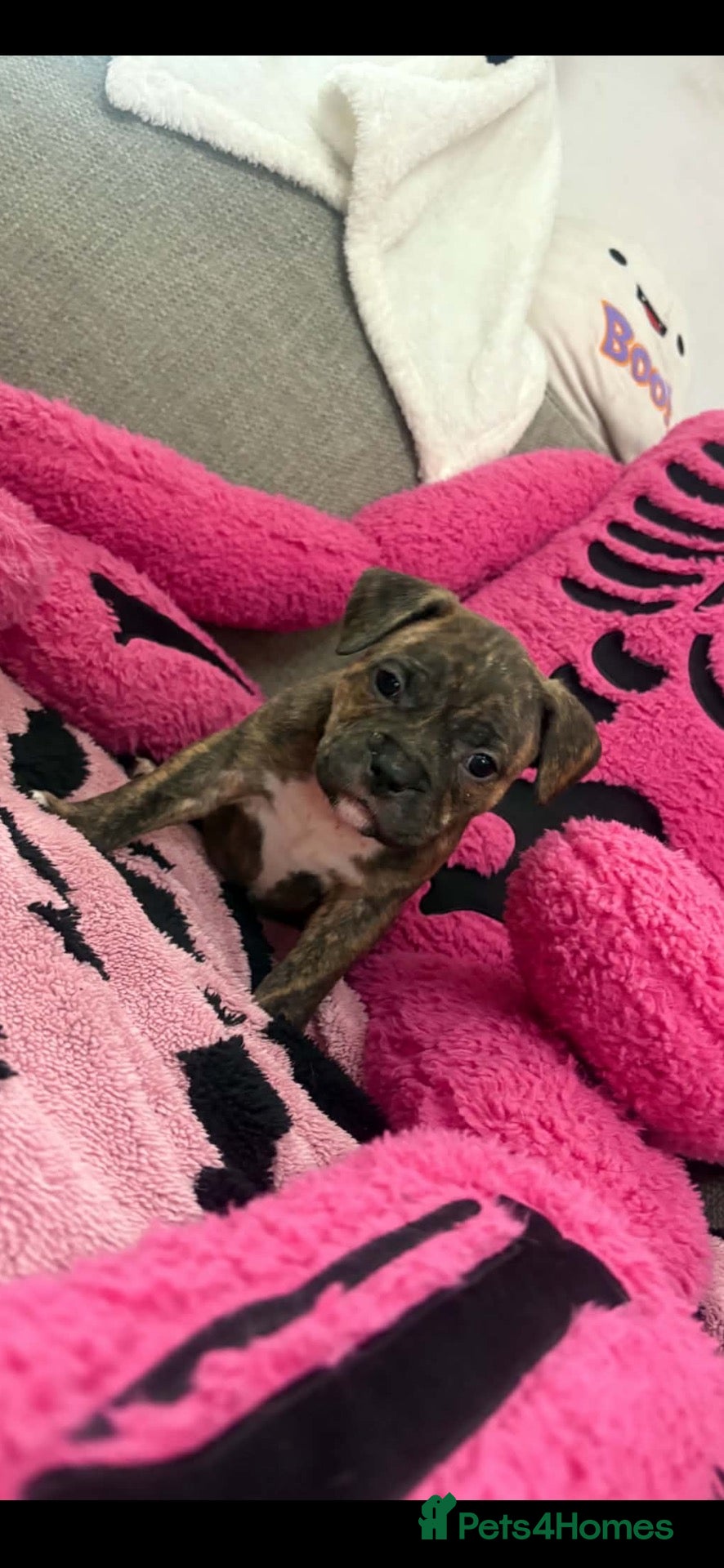 Mixed Breed dogs Pocket bully x Staffy pups Last 2 pups ⭐️💖 - Advert 5