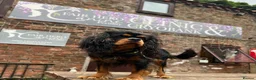 Cavalier King Charles Spaniel dogs for stud: KC-Health tested Cavalier King Charles Stud in Doncaster - Advert 8