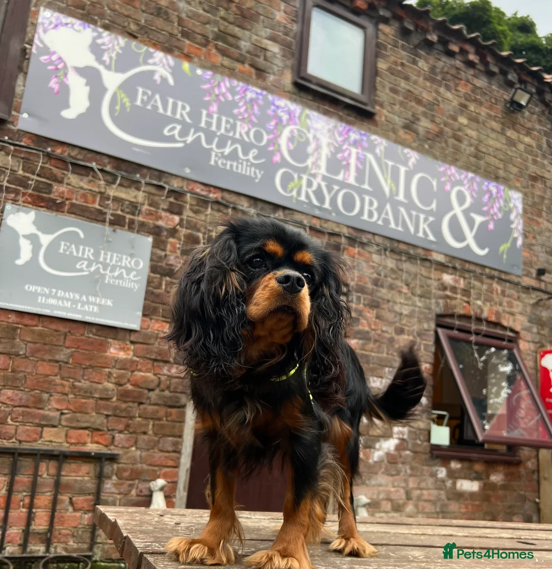 Cavalier King Charles Spaniel dogs for stud: KC-Health tested Cavalier King Charles Stud in Doncaster - Advert 8
