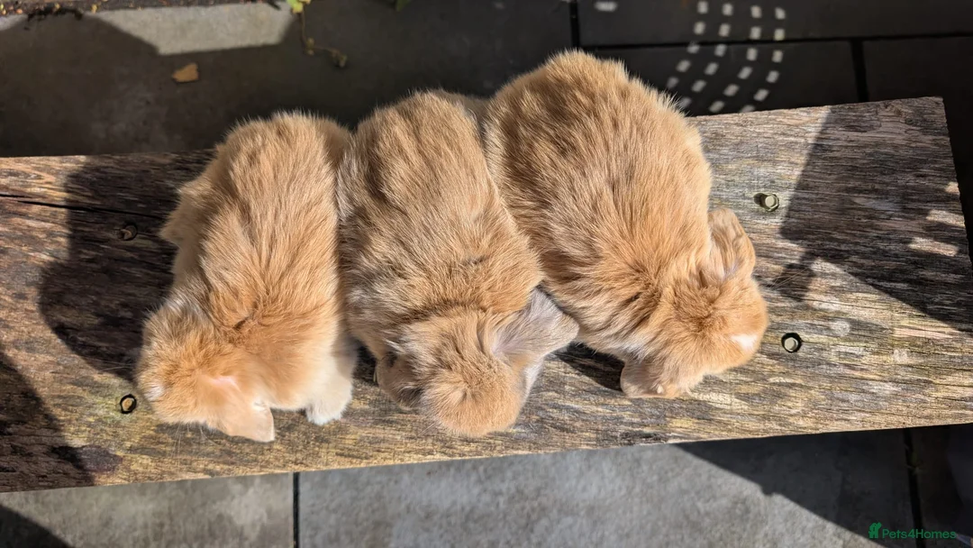 Mini Lop rabbits for sale: Stunning mini lops for sale 🌸 - Advert 2