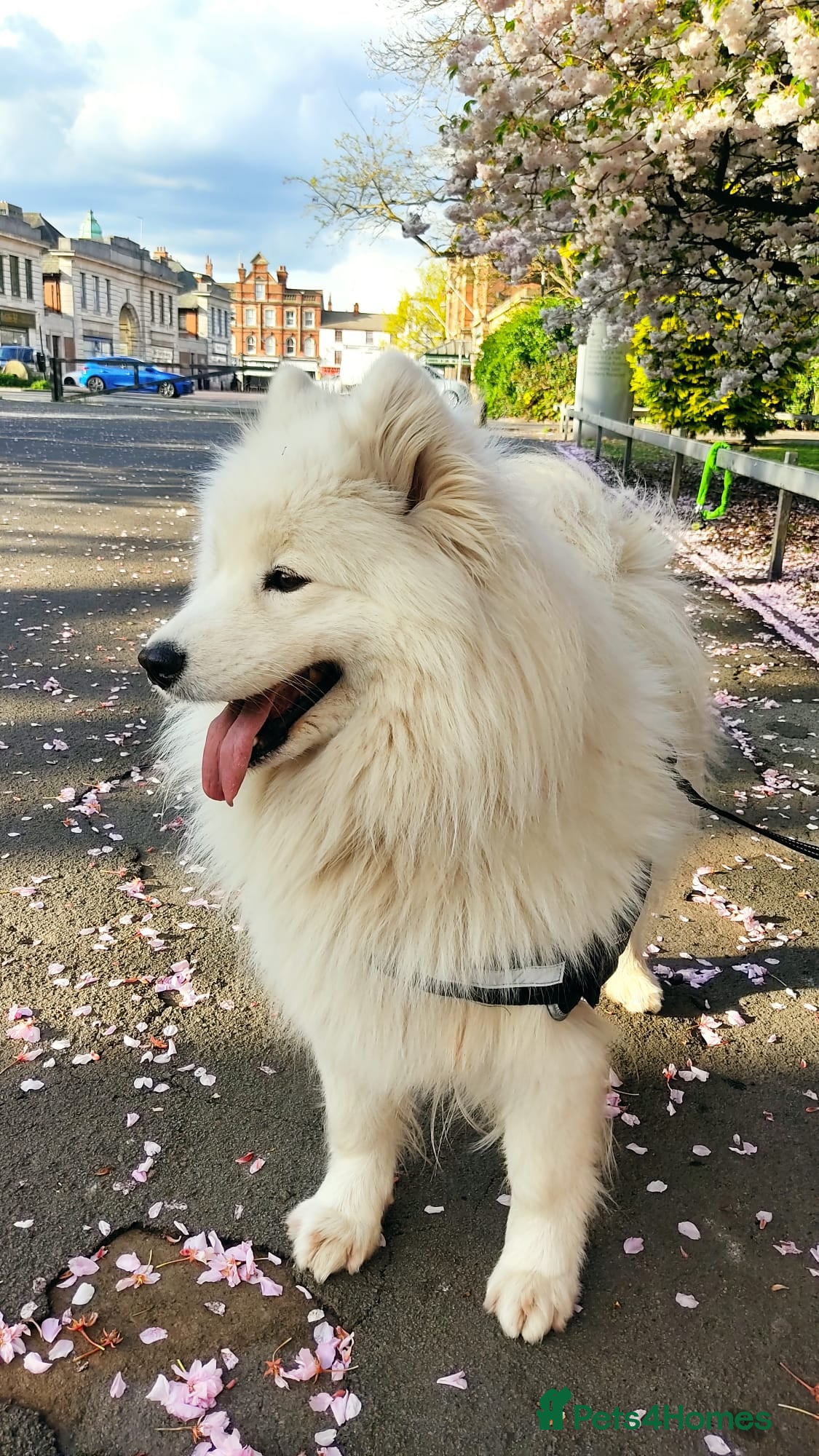 Samoyed dogs Kc registered samoyed puppy female  - Advert 1