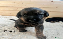 Mixed Breed dogs for sale: Golden Retriever/ German Shepherd puppies  - Image 2