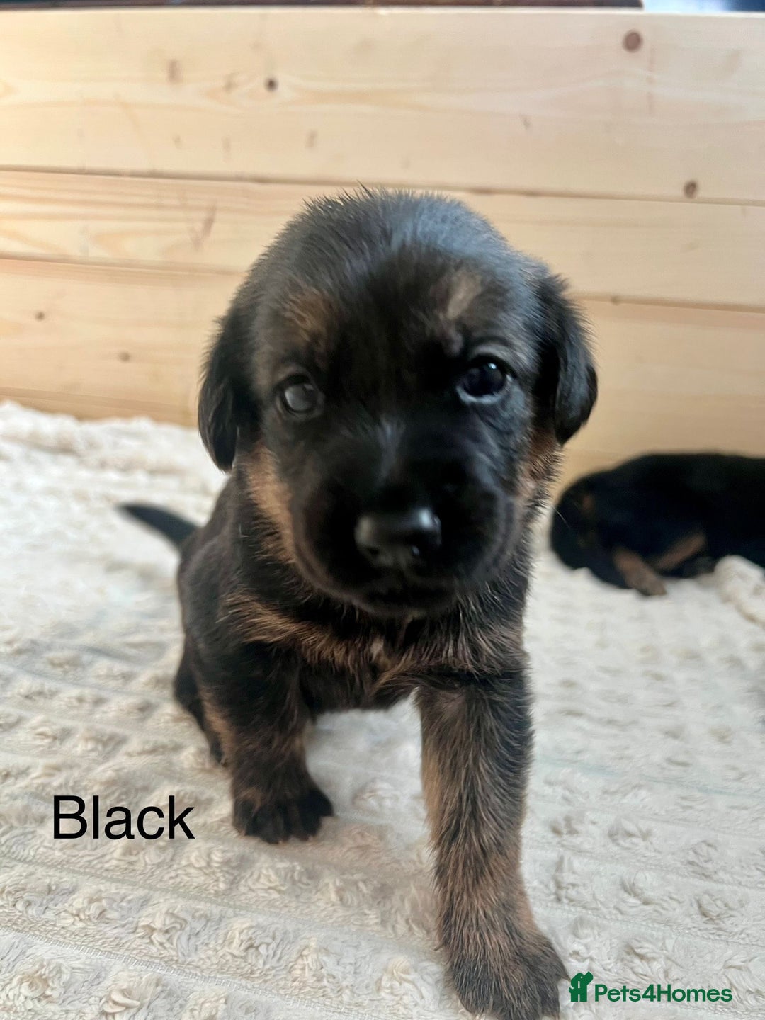 Mixed Breed dogs for sale: Golden Retriever/ German Shepherd puppies  - Image 2