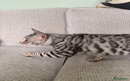 Toyger cats for sale: Superb rare silver Toyger girl  - Image 8