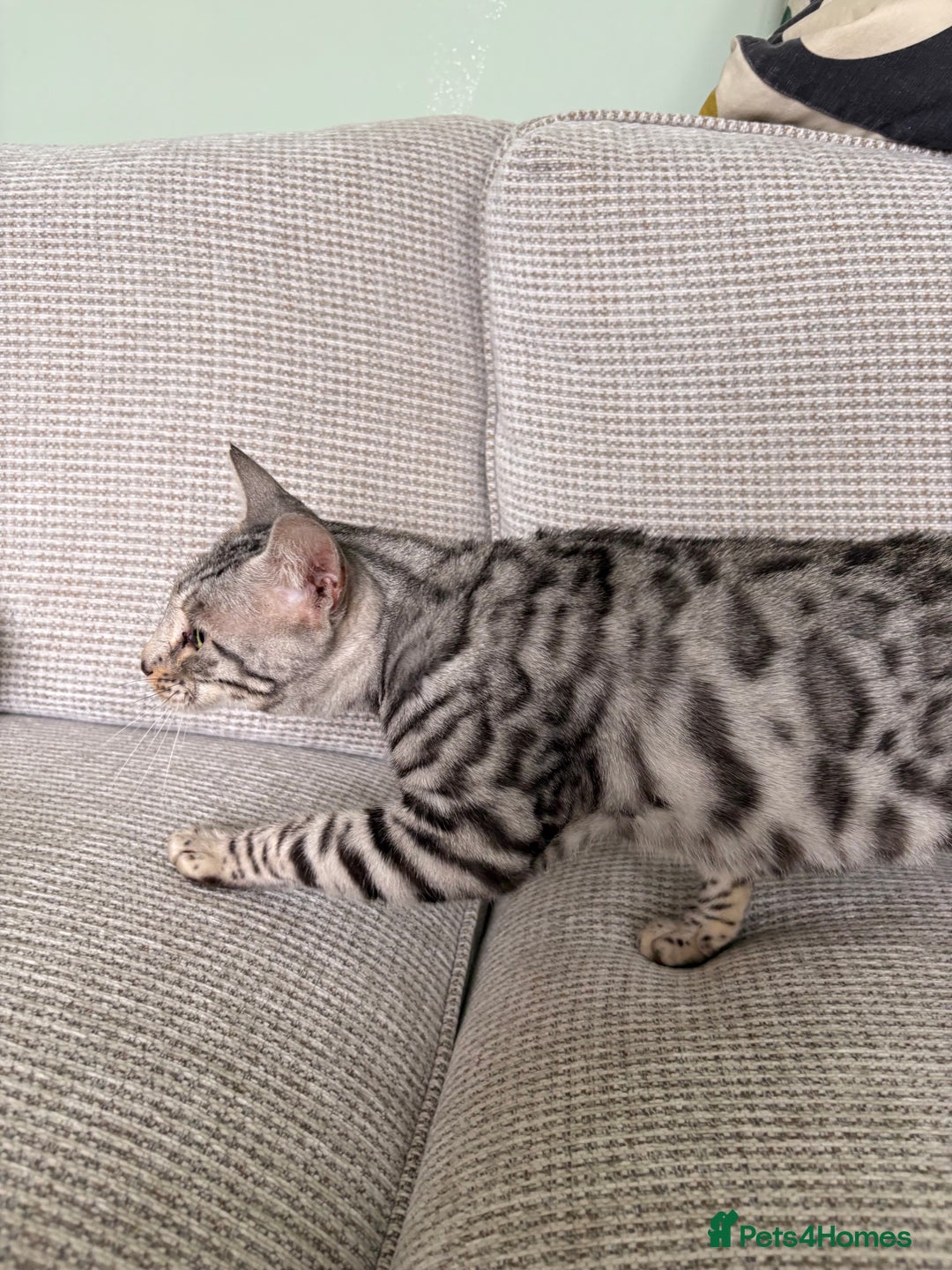 Toyger cats for sale: Superb rare silver Toyger girl  - Image 8