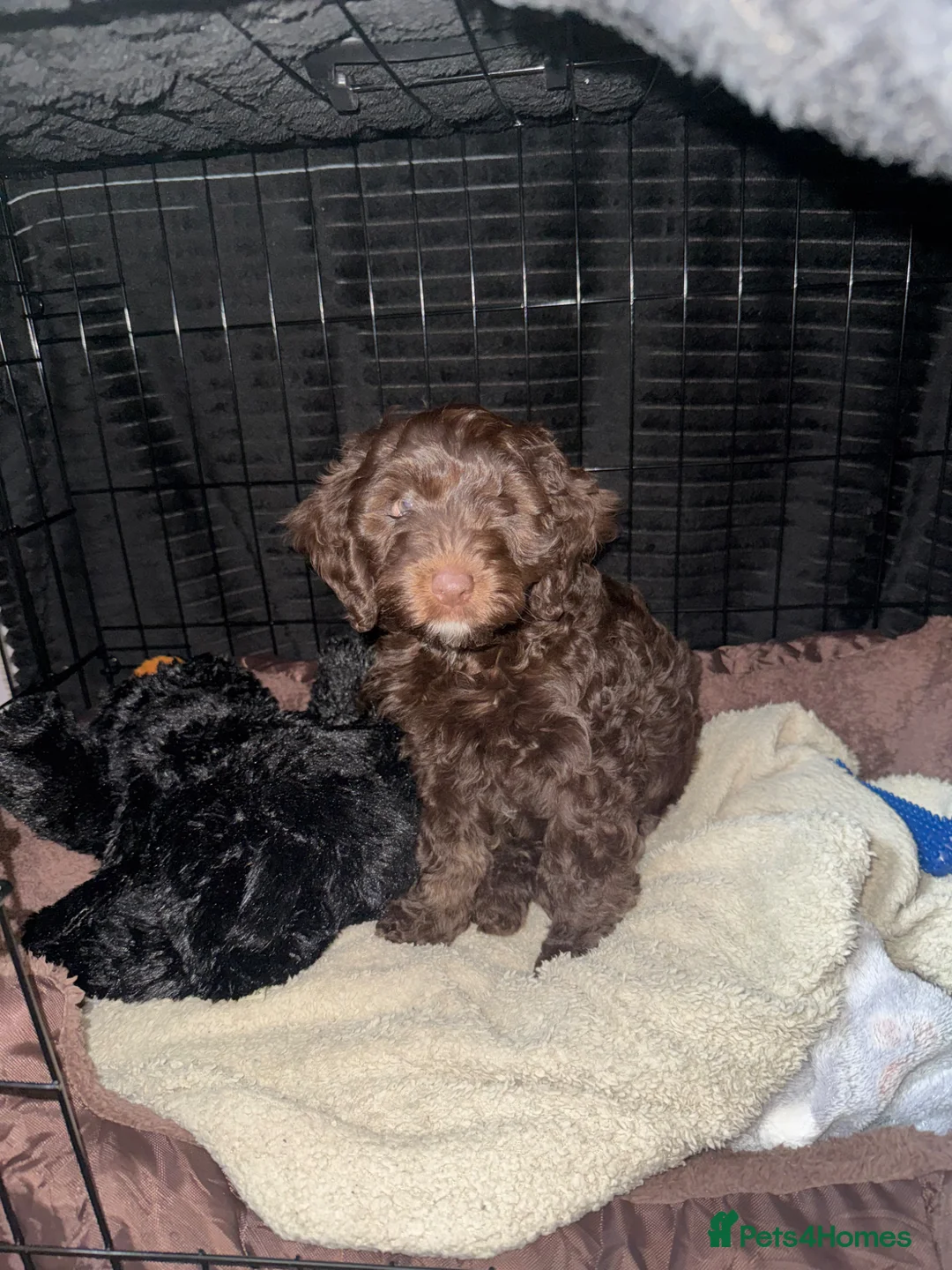 Cockapoo dogs for sale: F1 chocolate cockapoo  - Advert 2