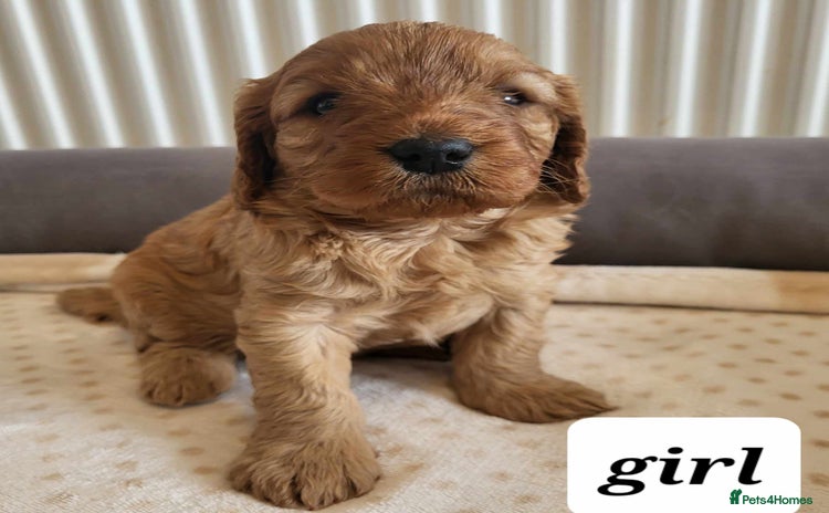 Cavapoo dogs - Advert 3
