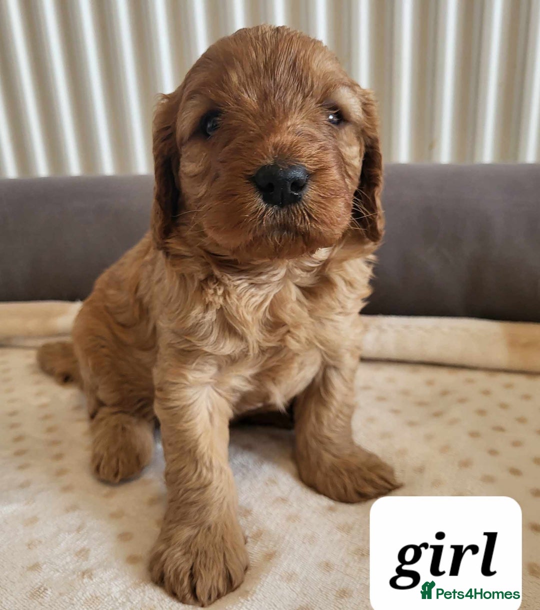 Cavapoo dogs for sale: QUALITY F1 CAVAPOO PUPS - HEALTH TESTED - Image 5