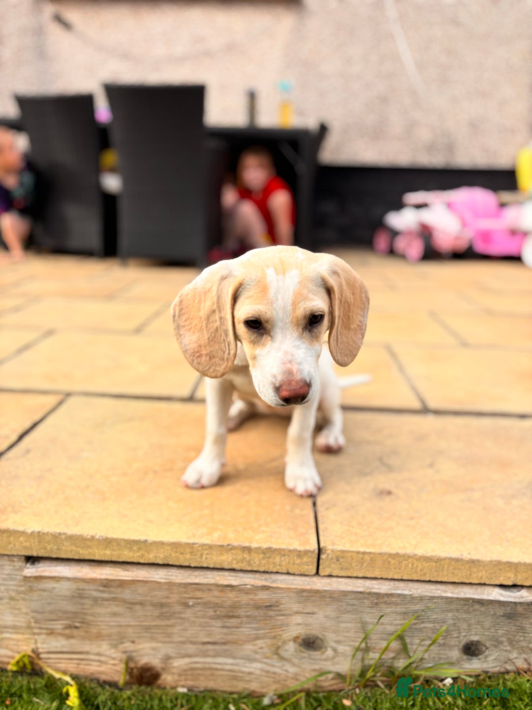 Beagle dogs for sale: Mollie - Advert 2