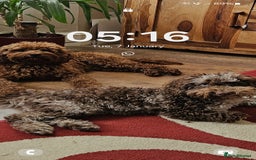 Toy Poodle dogs for stud: Chocolate merle toy poodle Stud - Image 3