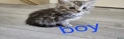 Mixed Breed cats for sale: Kittens  - Advert 7