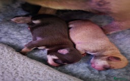 Chihuahua dogs for sale: EXCELLENT BLOODLINE SMOOTHCOAT CHIHUAHUA PUPPIES - Image 12