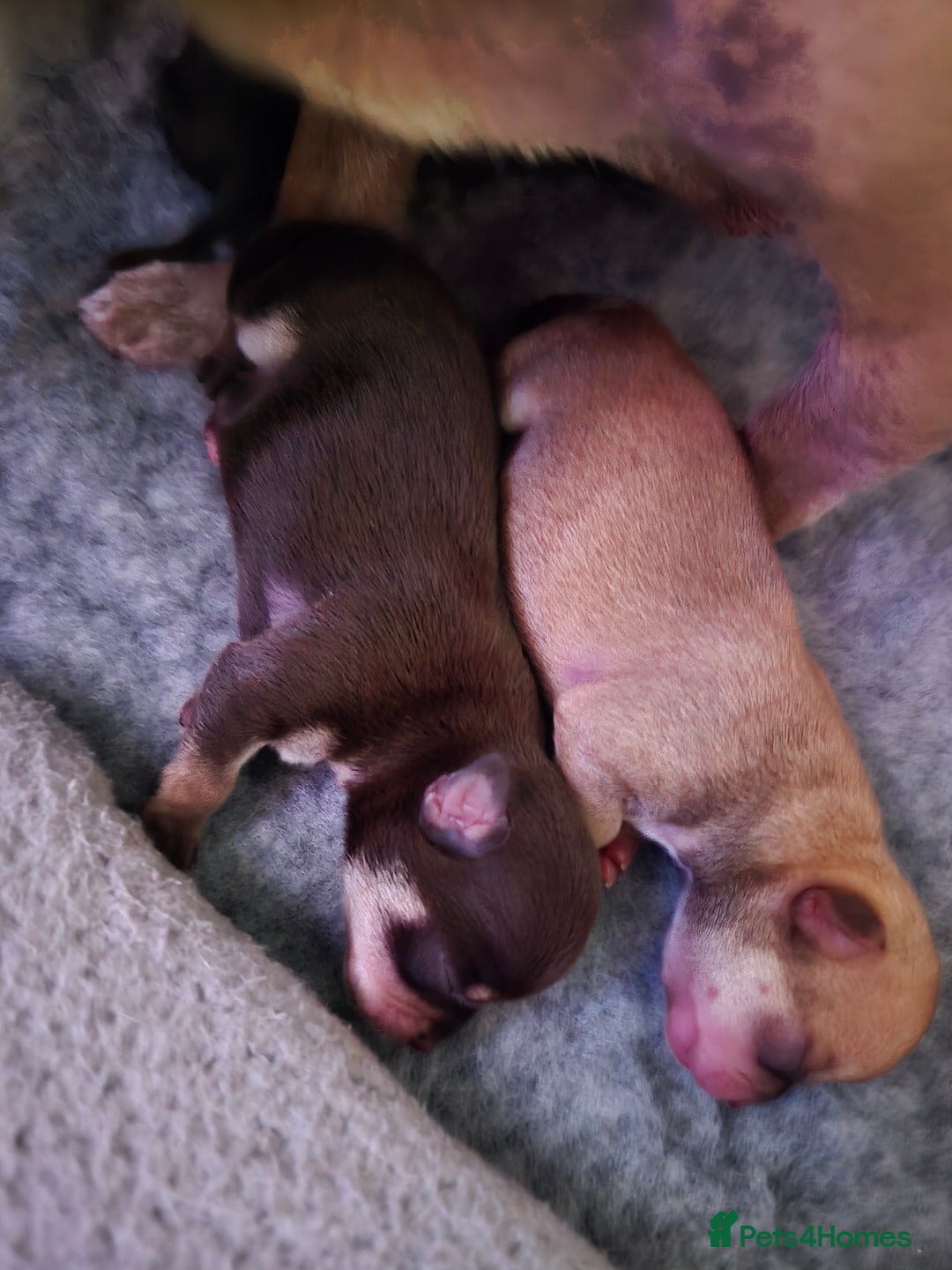 Chihuahua dogs for sale: EXCELLENT BLOODLINE SMOOTHCOAT CHIHUAHUA PUPPIES - Image 12