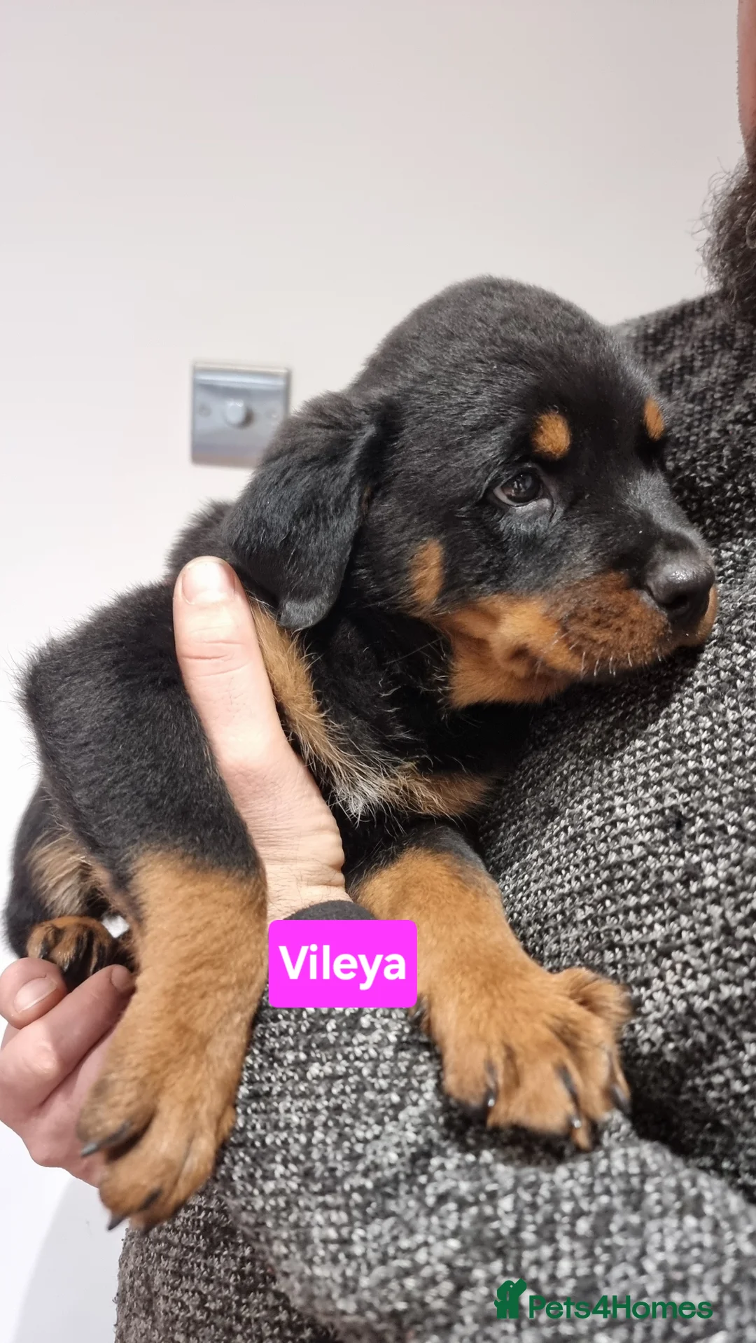 Rottweiler dogs for sale: ONLY 1 BOY LEFT Champion Bloodline KC Rottweilers - Advert 21