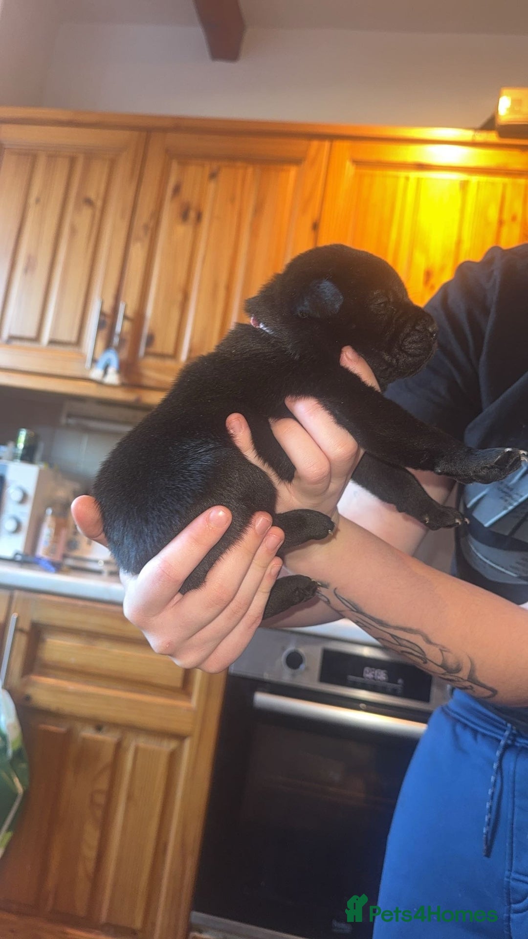 Mixed Breed dogs for sale: American bulldog / chowchow  - Advert 23