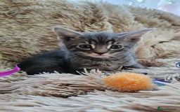 Mixed Breed cats for sale: 7 cute kittens - Image 6