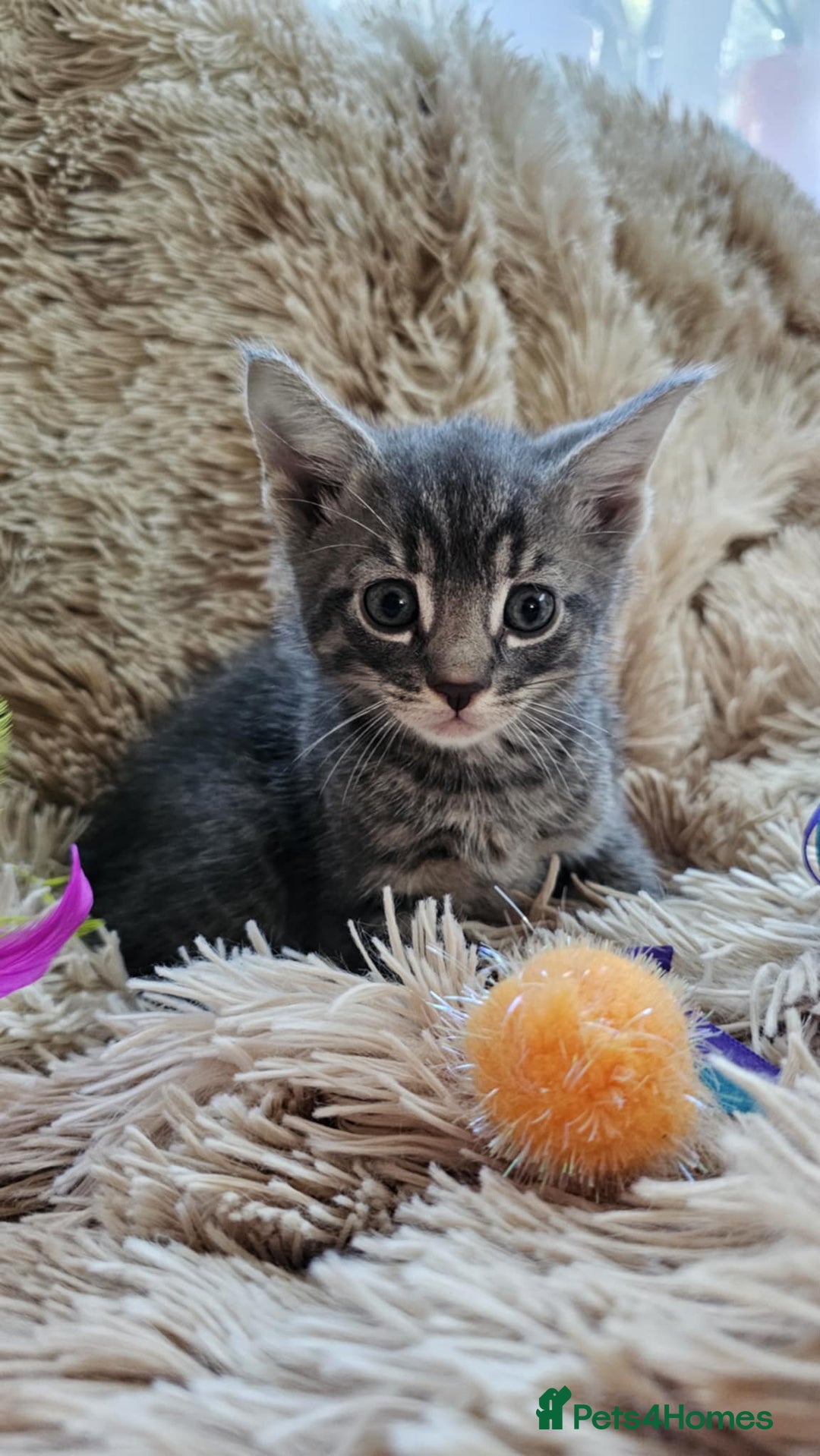 Mixed Breed cats for sale: 7 cute kittens - Image 6