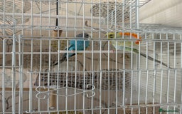Budgerigars birds for sale: 2x Budgie’s and set up  - Image 2