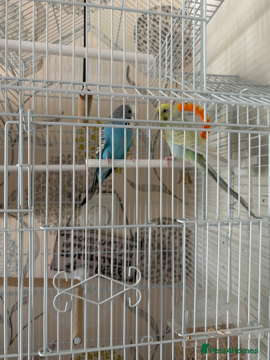 Budgerigars birds for sale: 2x Budgie’s and set up  - Image 2