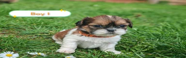 Shih Tzu Boy 1