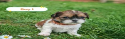 Shih Tzu dogs for sale: 💕 Adorable pure bred Shih Tzu puppies 💖  - Advert 4