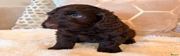 Labradoodle dogs for sale: ** RARE CHOC-PHANTOM MERLE/PARTI F1B LABRADOODLES - Advert 5