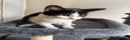 Mixed Breed cats for sale: Kitten female in Birmingham - Advert 3