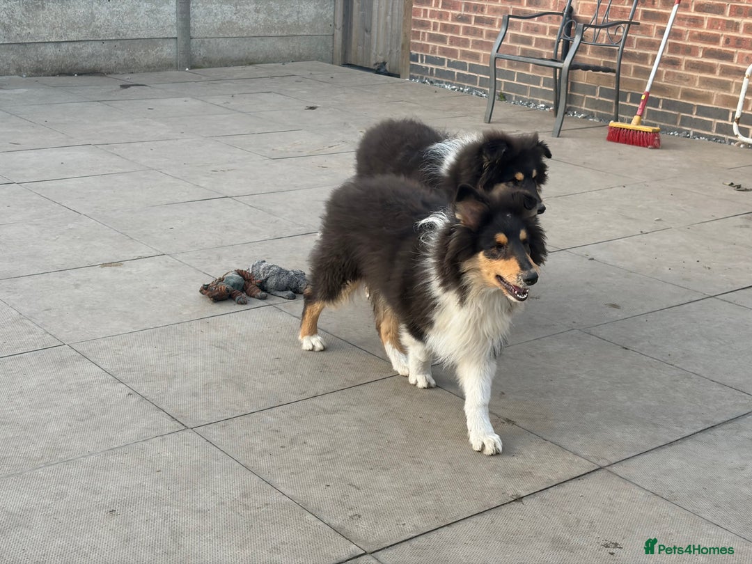 Rough Collie dogs for sale: Kc registered rough collies - Advert 3