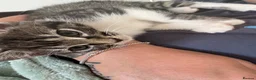 Mixed Breed cats for sale: Beautiful little girl  - Advert 2