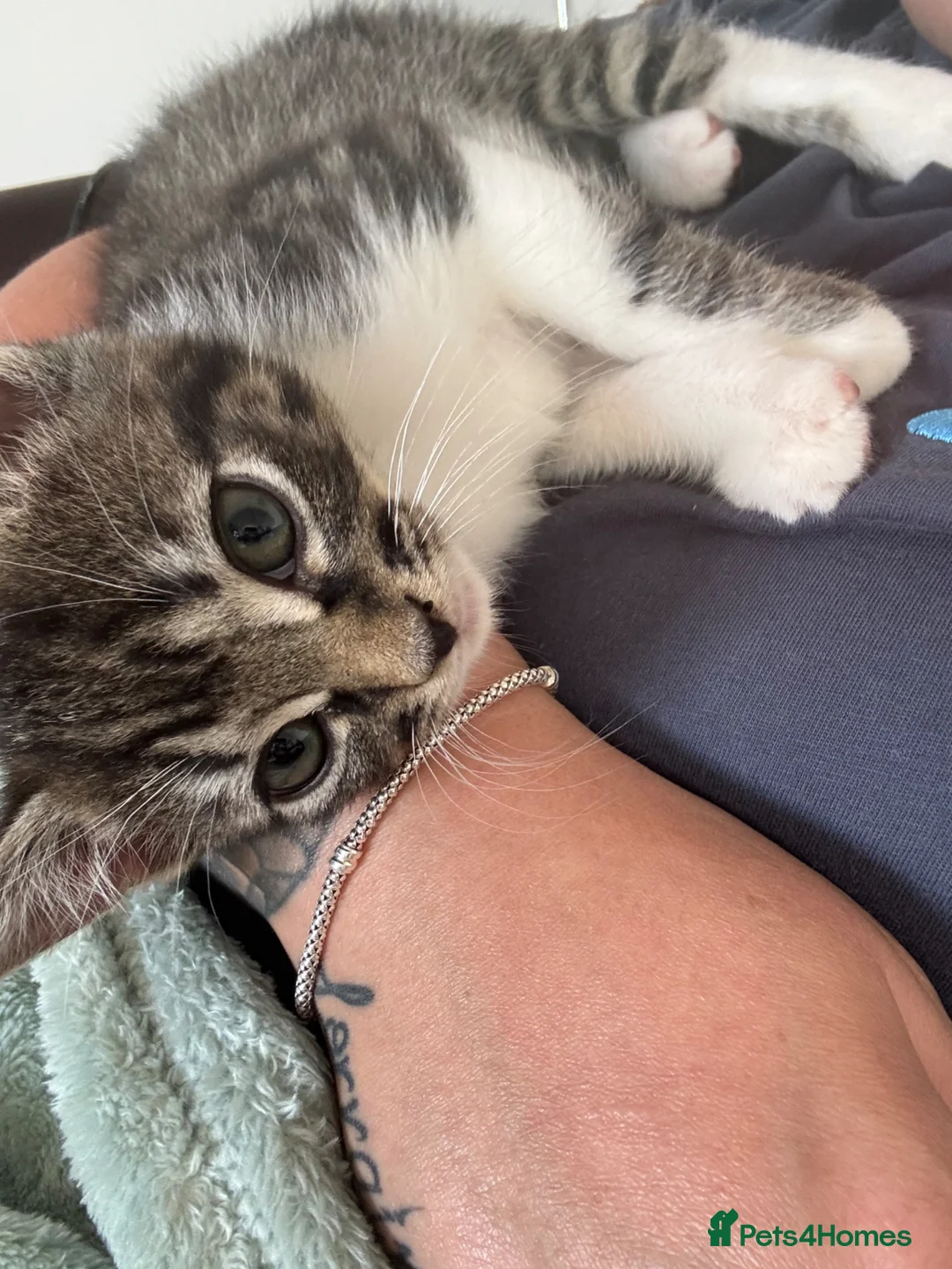 Mixed Breed cats for sale: Beautiful little girl  - Advert 2