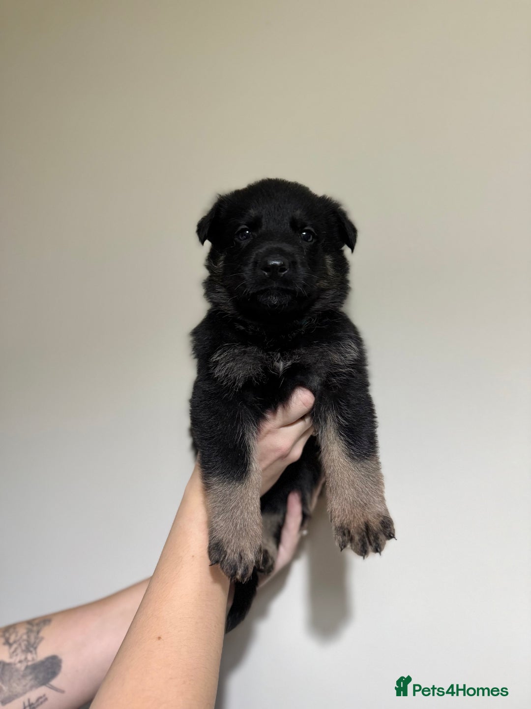 German Shepherd dogs for sale: Beautiful KC German Shepherd Puppies  - Advert 8