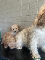 Cavachon dogs - Advert 2