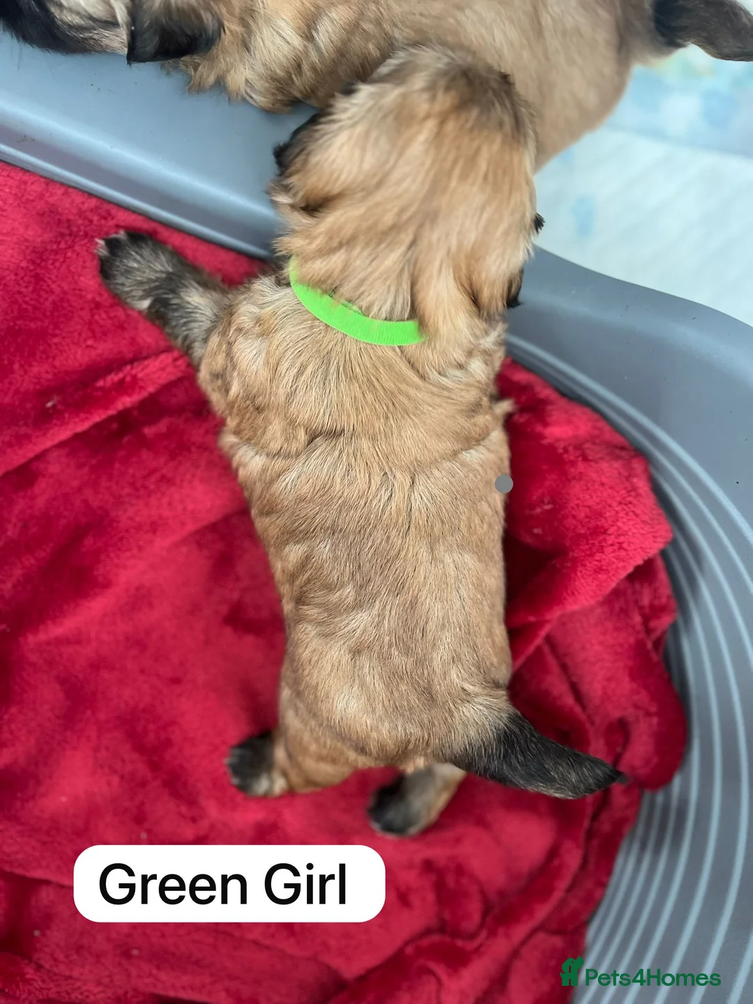 Shih Tzu dogs for sale: Imperial Shih Tzu for Sale in Wigan - Advert 8