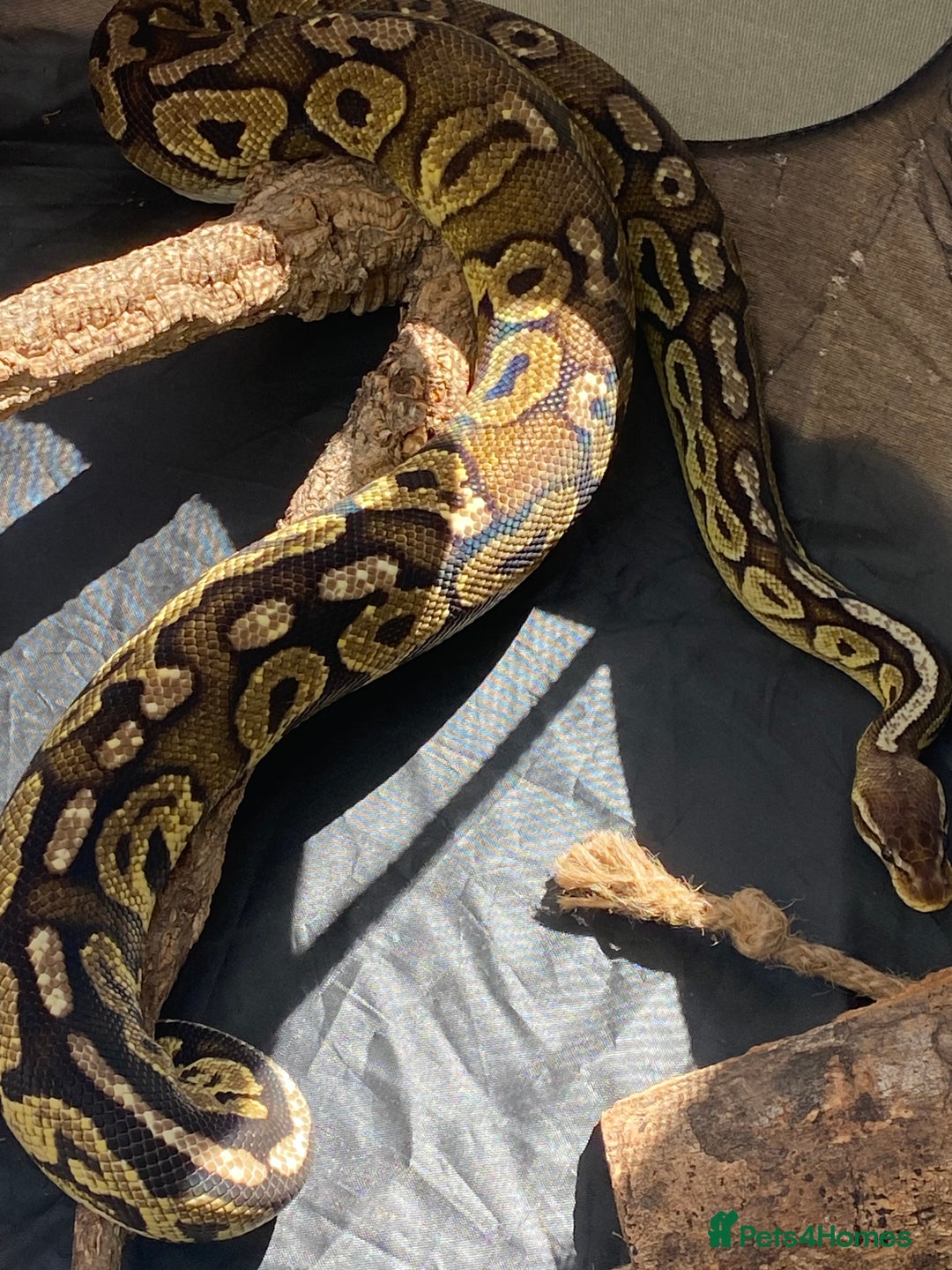 Python Snake reptiles for sale: Royal python females looking for new home - Image 5
