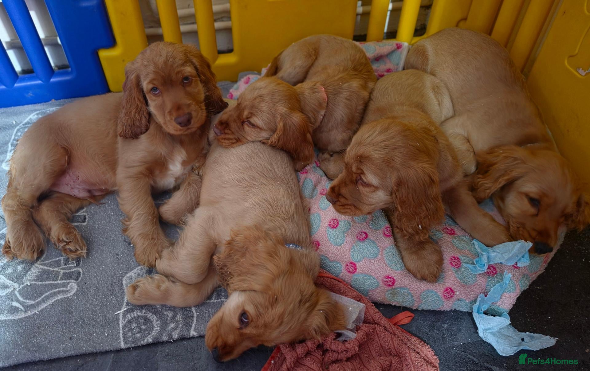 Cocker Spaniel dogs Beautiful 100% Cocker Spaniel puppies- litter of 6 - Advert 1