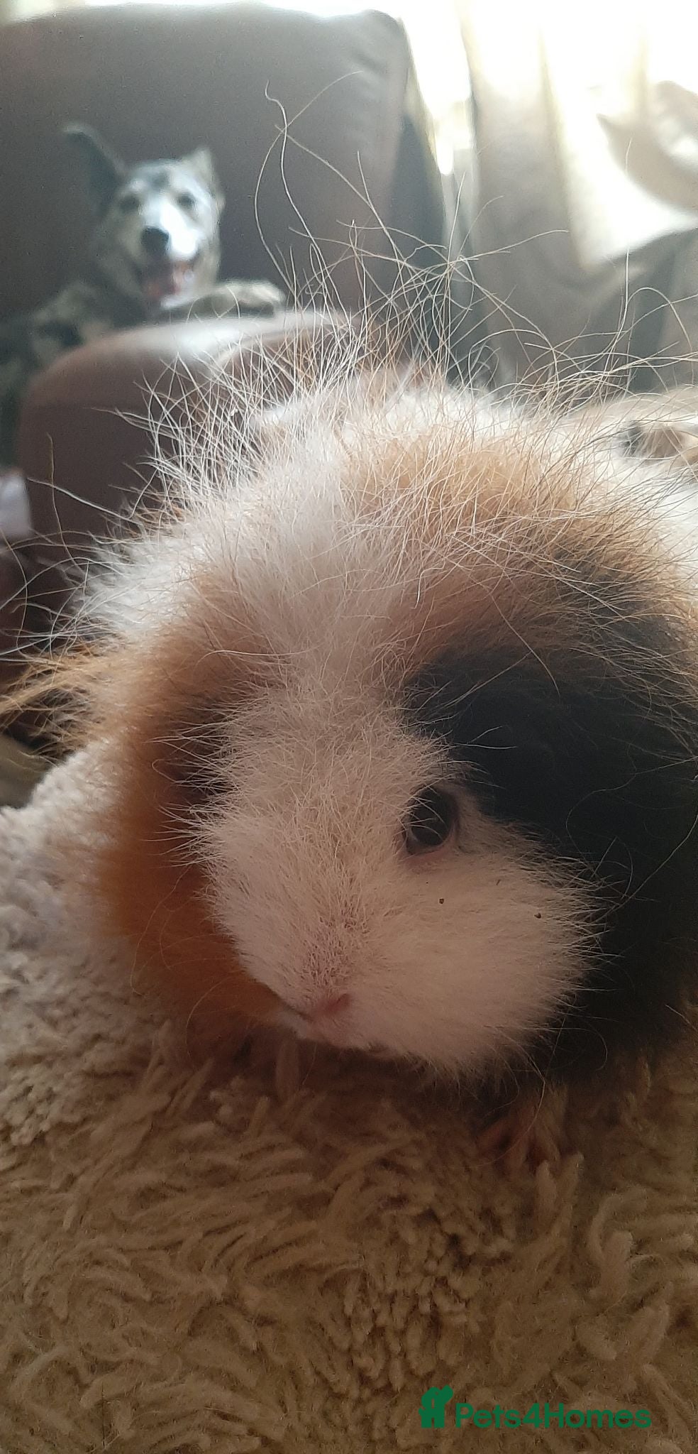 Guinea Pig rodents Swiss female - Advert 14